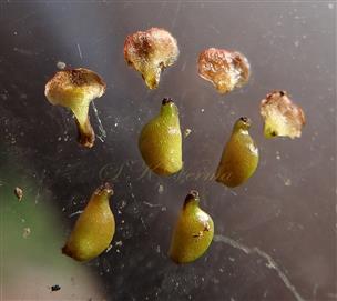  Tepals and Fruits (Drupes)